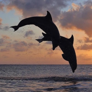 Dolphin Safari